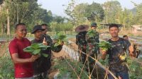 Mayor Inf Henggar Tri Wahono, Urban Farming, Stabilitas Ketahanan Pangan, Sumedang